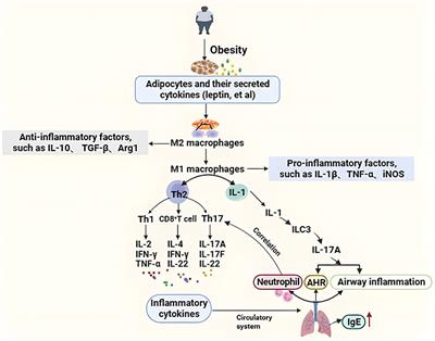 Obesity-related asthma and its relationship with microbiota